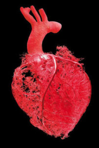 krvny-obeh-2