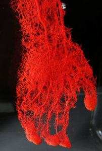 krvny-obeh-3