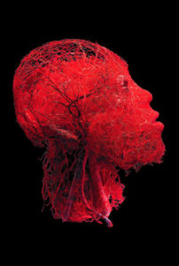 krvny-obeh-4